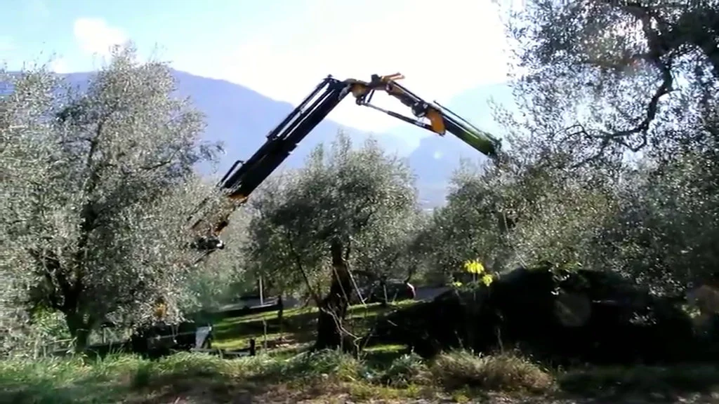 video BGLIFT CWE525 tree cutting 2